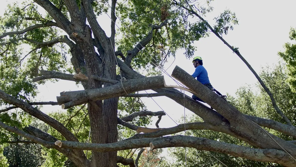 Professional Crown Thinning performed by certified arborists in Kirkersville