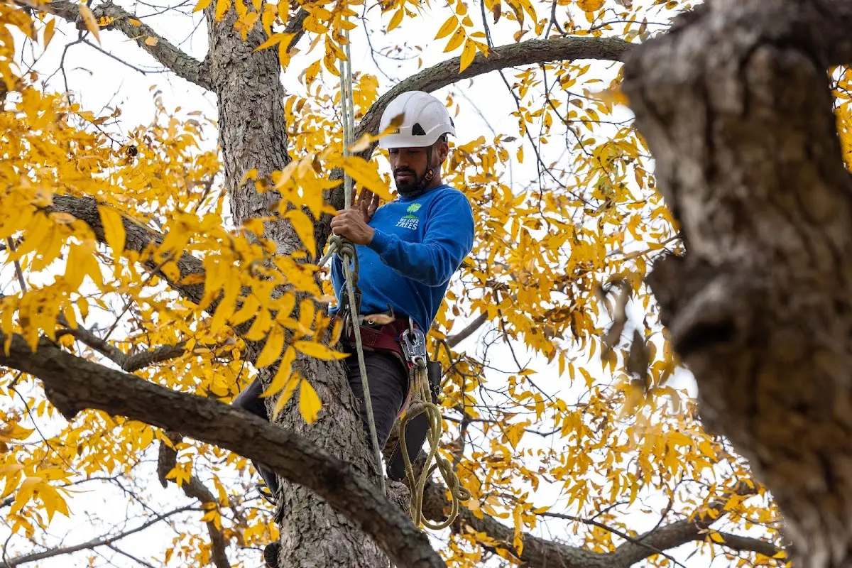 Skilled Tree Pruning crew working in Kirkersville
