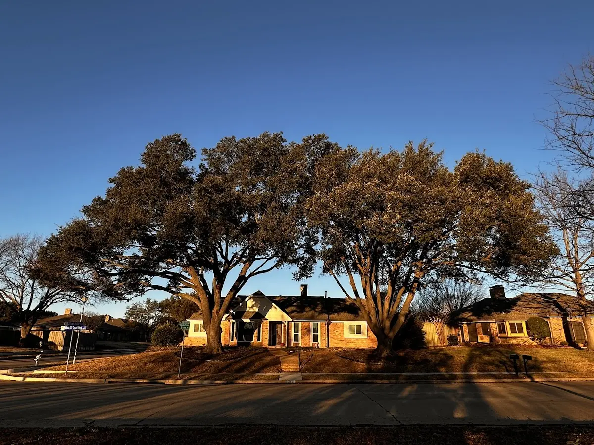 Established residential canopy tree shading a home in Kirkersville